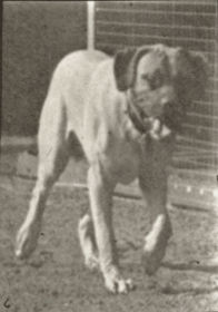 Plate 705 'Dread' trotting — figure reference